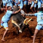 Jallikattu Spectator Dies Of Heart Attack, Several Bull Tamers Injured