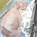 Sources said the elephant had slipped and fallen into the water near Thekkadi region on Tuesday night.