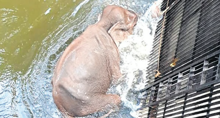 Elephant Rescue Operation at Mullaiperiyar Dam: A Joint Effort Saves the Day