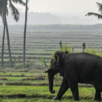 Elephant Conflict Prevention