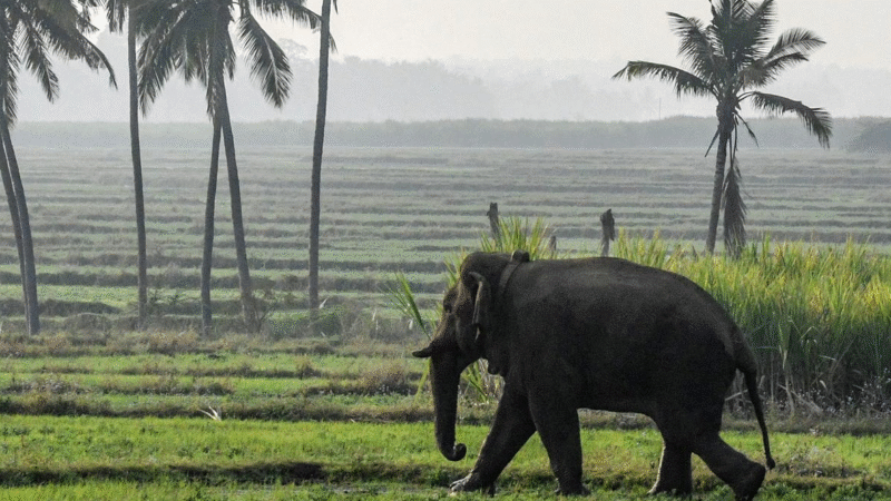 Madras HC Judges to Inspect Coimbatore Forests for Elephant Conflict Prevention